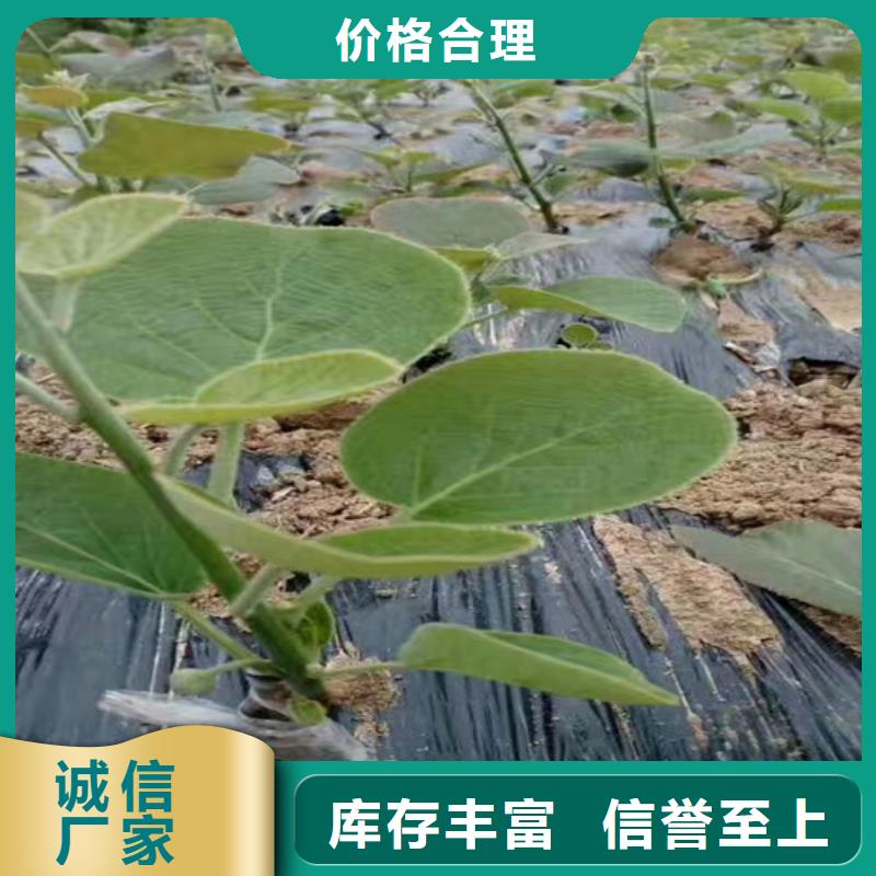 猕猴桃苹果苗用的放心