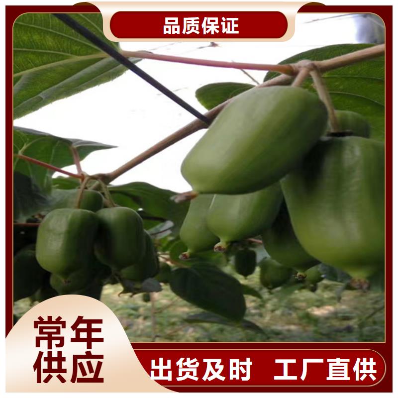 红心猕猴桃苗产量多少
