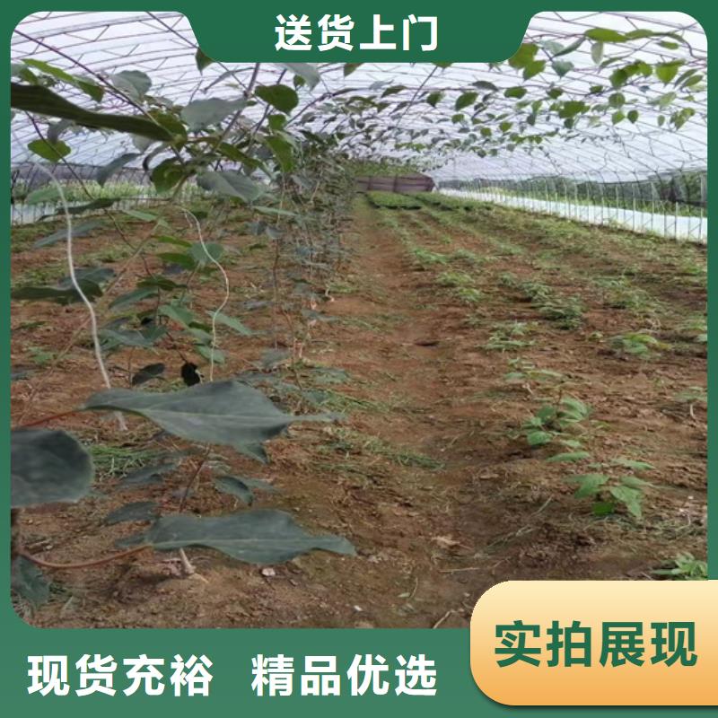 猕猴桃苹果苗多种规格供您选择