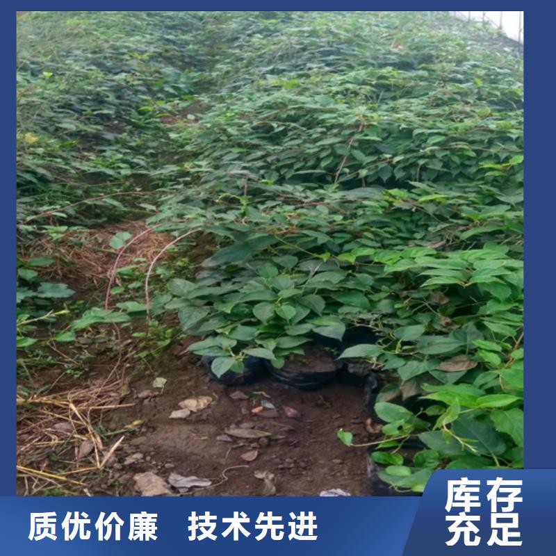 猕猴桃苹果苗用的放心