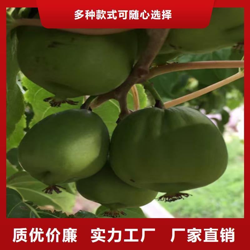猕猴桃苹果苗用的放心