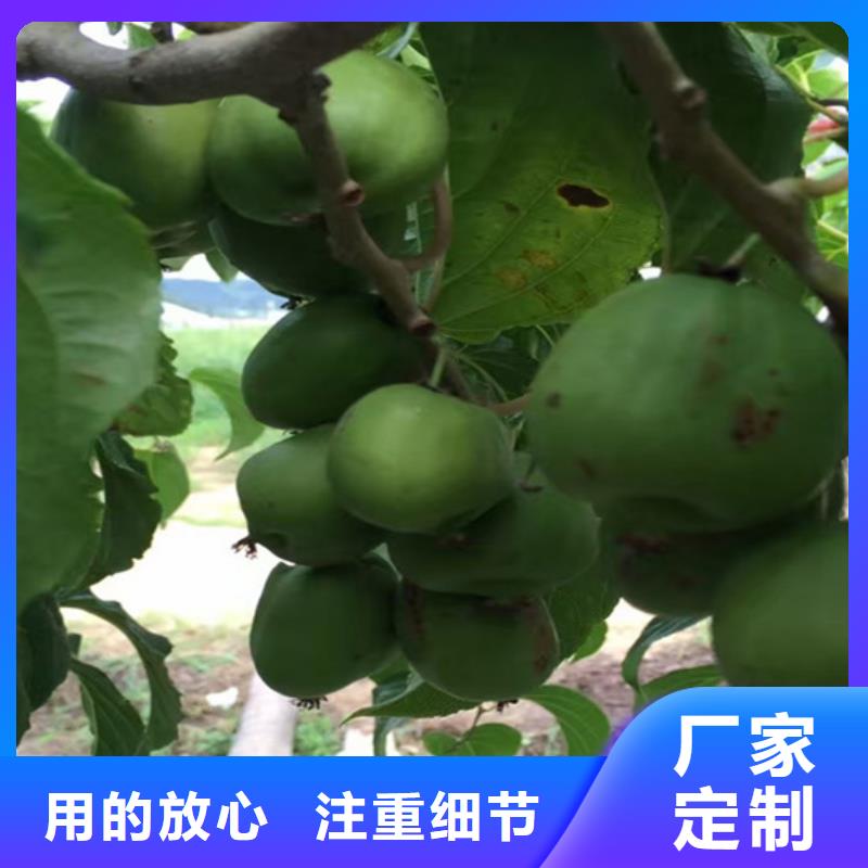 猕猴桃苹果苗多种规格供您选择