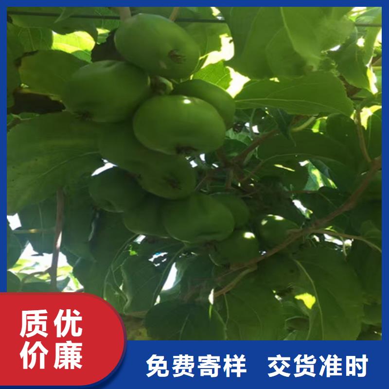 猕猴桃苹果苗用的放心