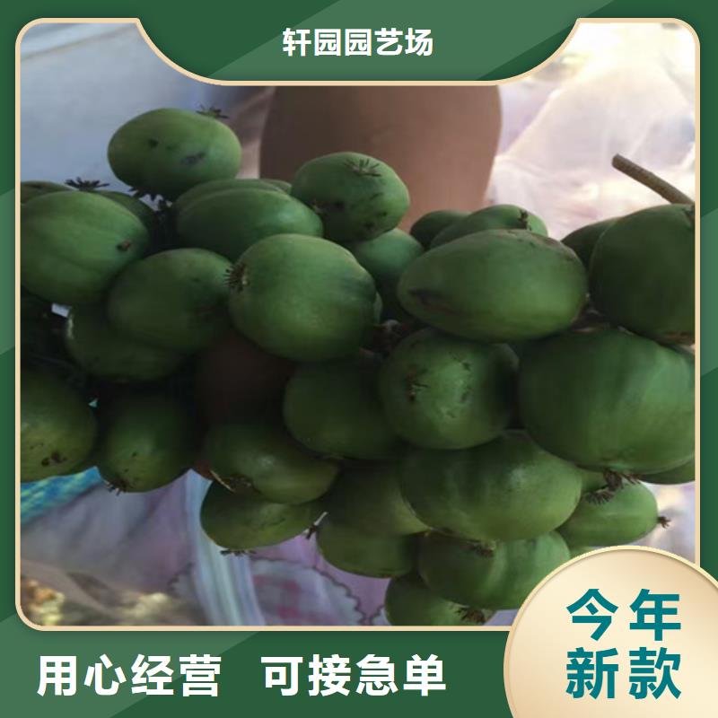 猕猴桃桃树苗精选优质材料