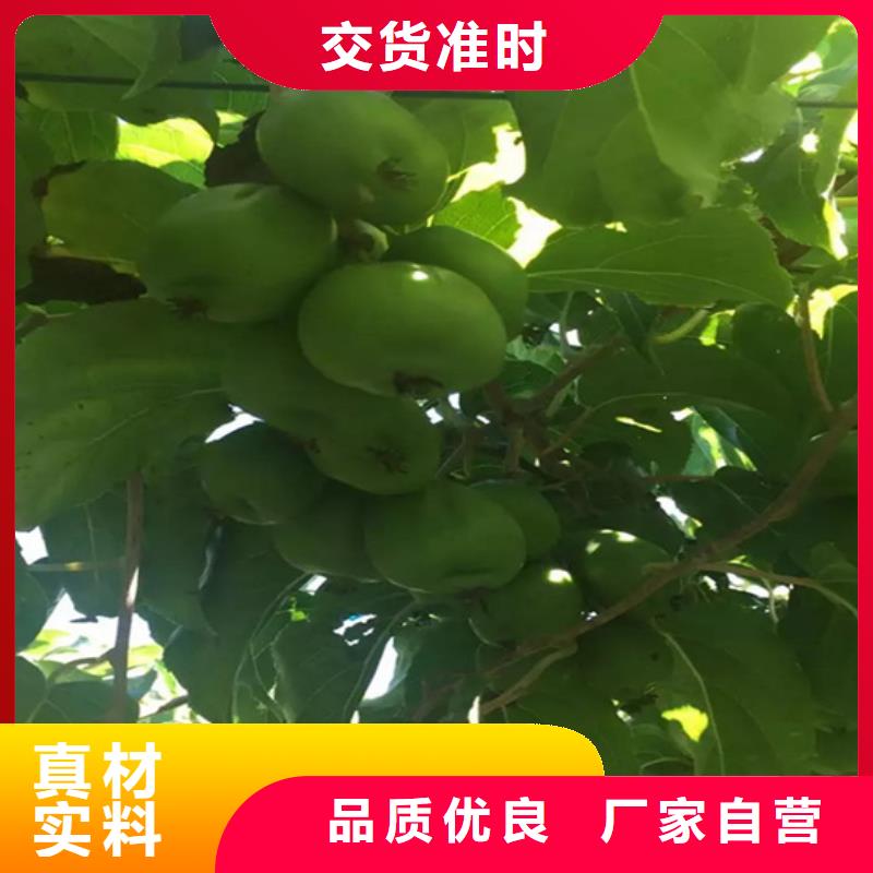软枣猕猴桃苗嫁接方法及时间