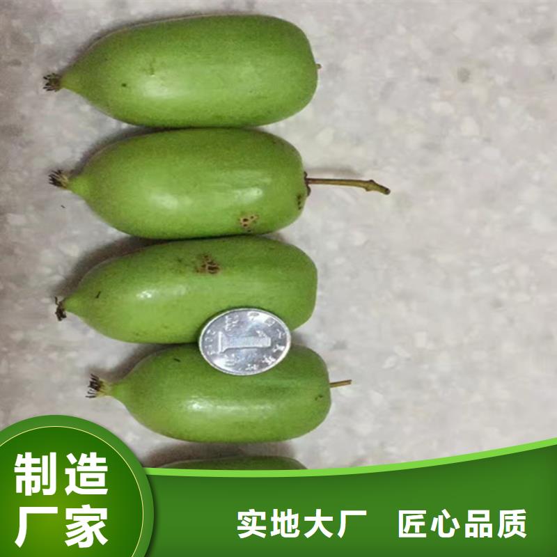 猕猴桃苹果苗高标准高品质
