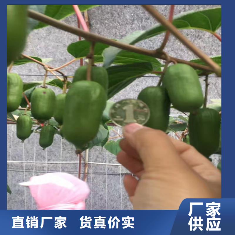 猕猴桃梨树苗拥有多家成功案例