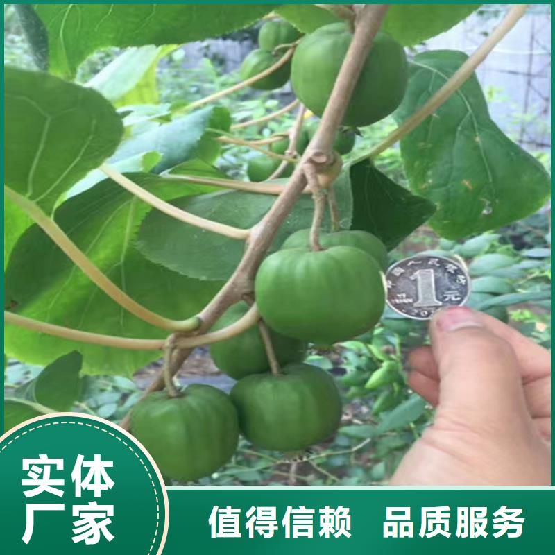 猕猴桃苹果苗用的放心