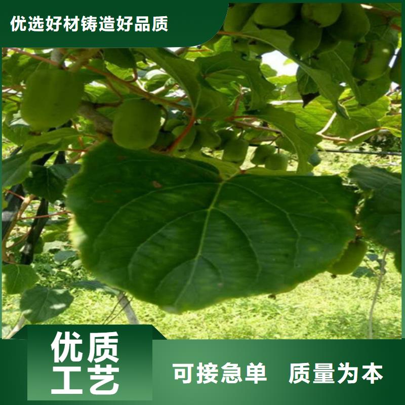 猕猴桃苹果苗多种规格供您选择