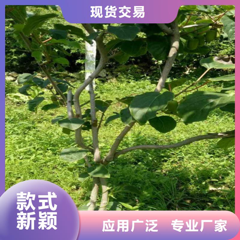 猕猴桃苹果苗用的放心