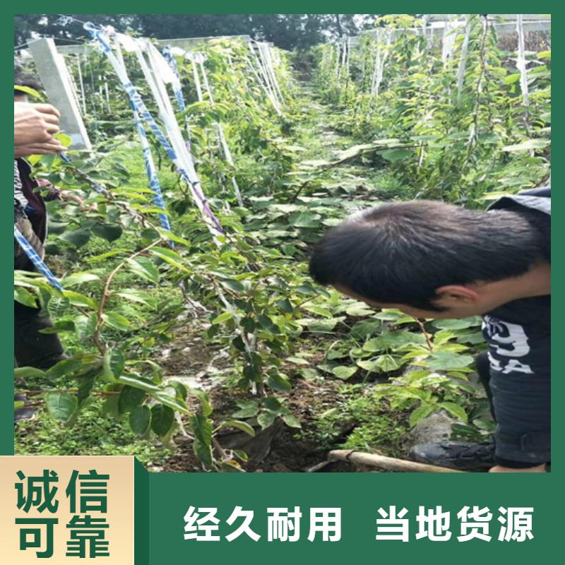 软枣猕猴桃苗适合种植地区/轩园园艺场