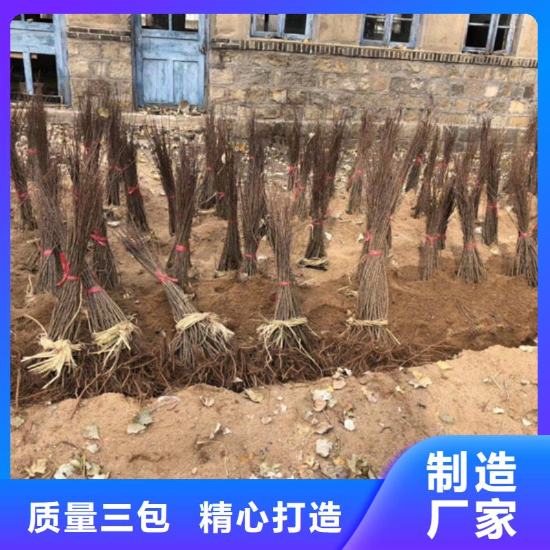 猕猴桃-樱桃苗质量好