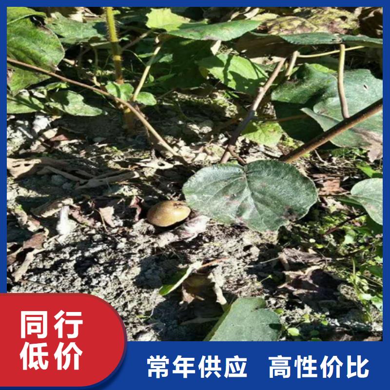 猕猴桃桃树苗精选优质材料