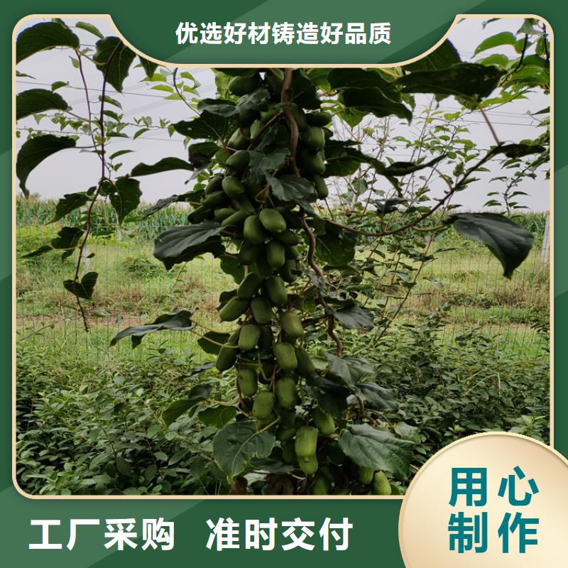 猕猴桃李子苗厂家新品