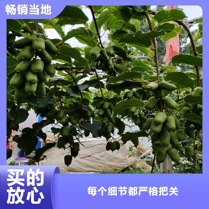 猕猴桃苹果苗用的放心