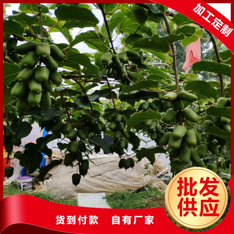 猕猴桃_玛瑙红石榴苗24小时下单发货