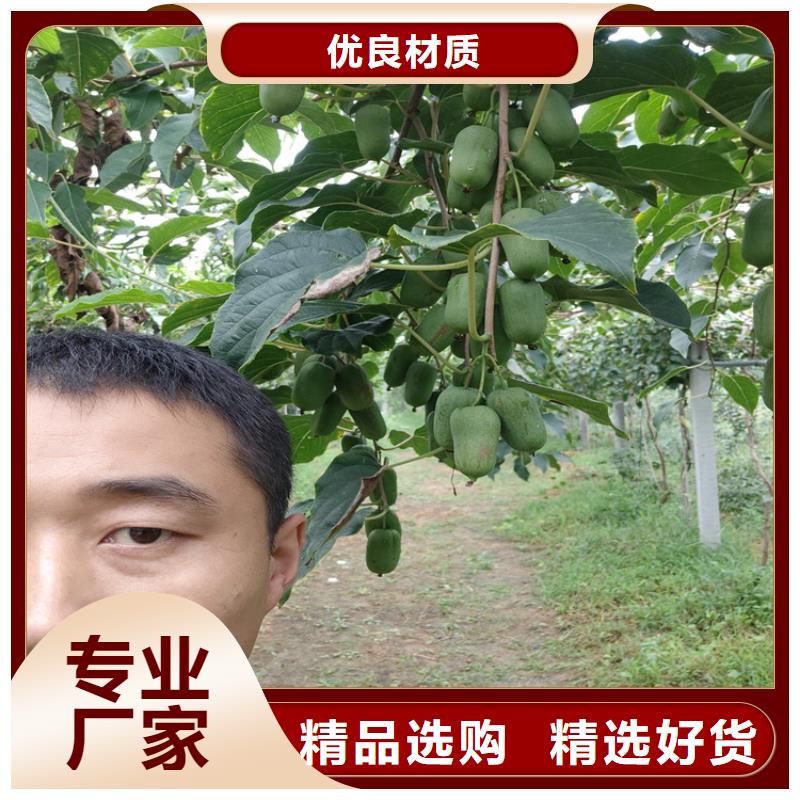 猕猴桃苹果苗多种规格供您选择