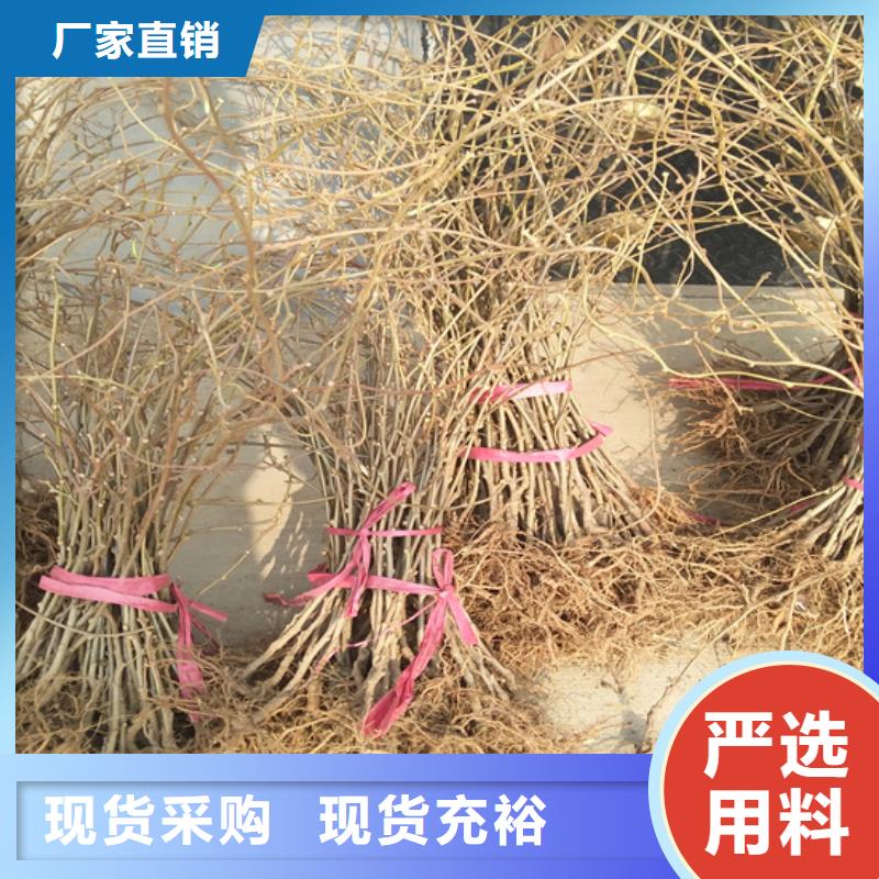 猕猴桃树苗种植管理技术/轩园园艺场