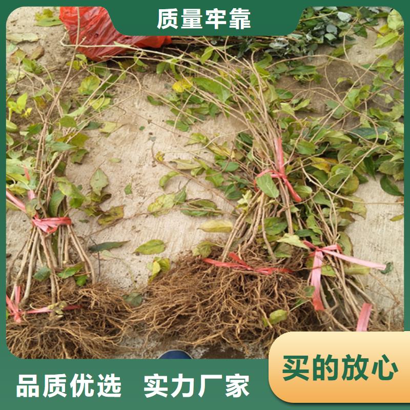 猕猴桃梨树苗拥有多家成功案例