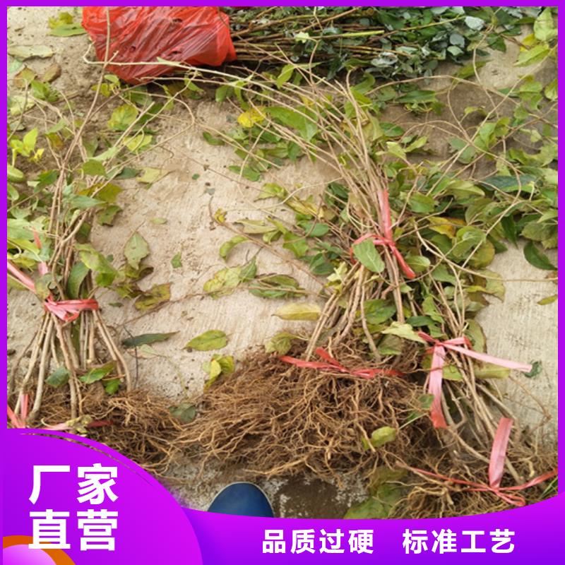 猕猴桃苹果苗用的放心