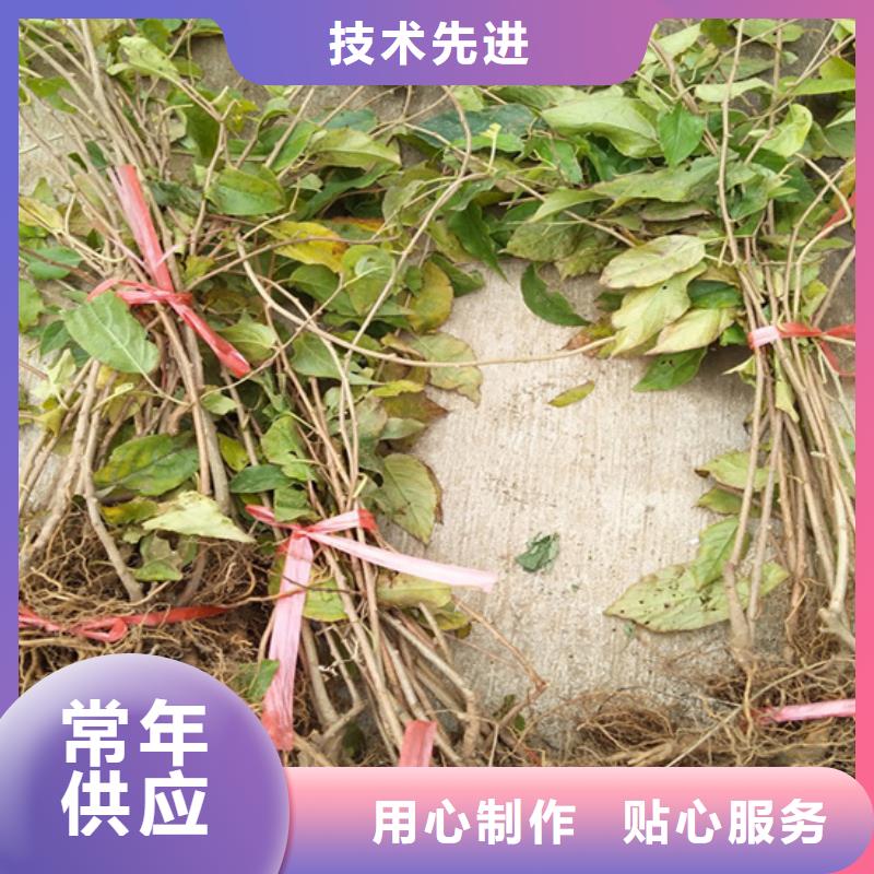软枣猕猴桃苗嫁接方法及时间