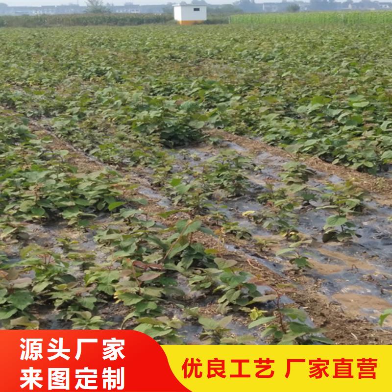 猕猴桃苹果苗用的放心