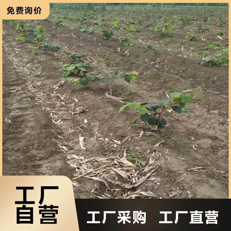 猕猴桃苹果苗用的放心