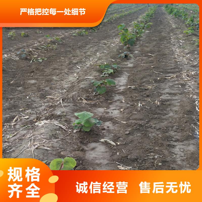 猕猴桃板栗苗符合行业标准