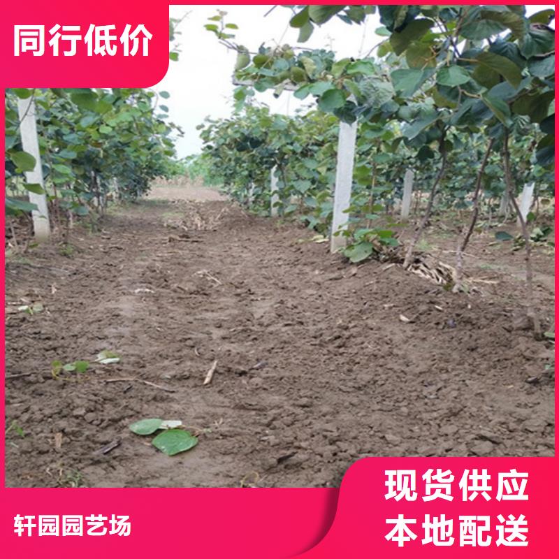 猕猴桃苹果苗多种规格供您选择