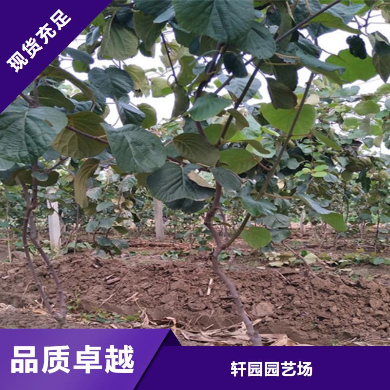 猕猴桃苹果苗用的放心
