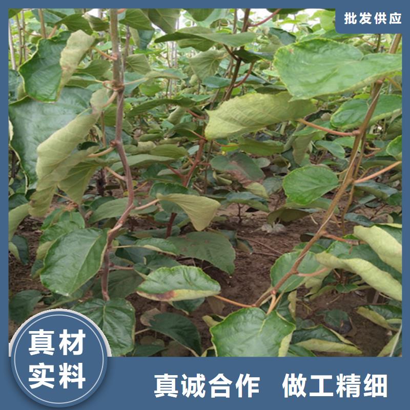 猕猴桃苹果苗多种规格供您选择