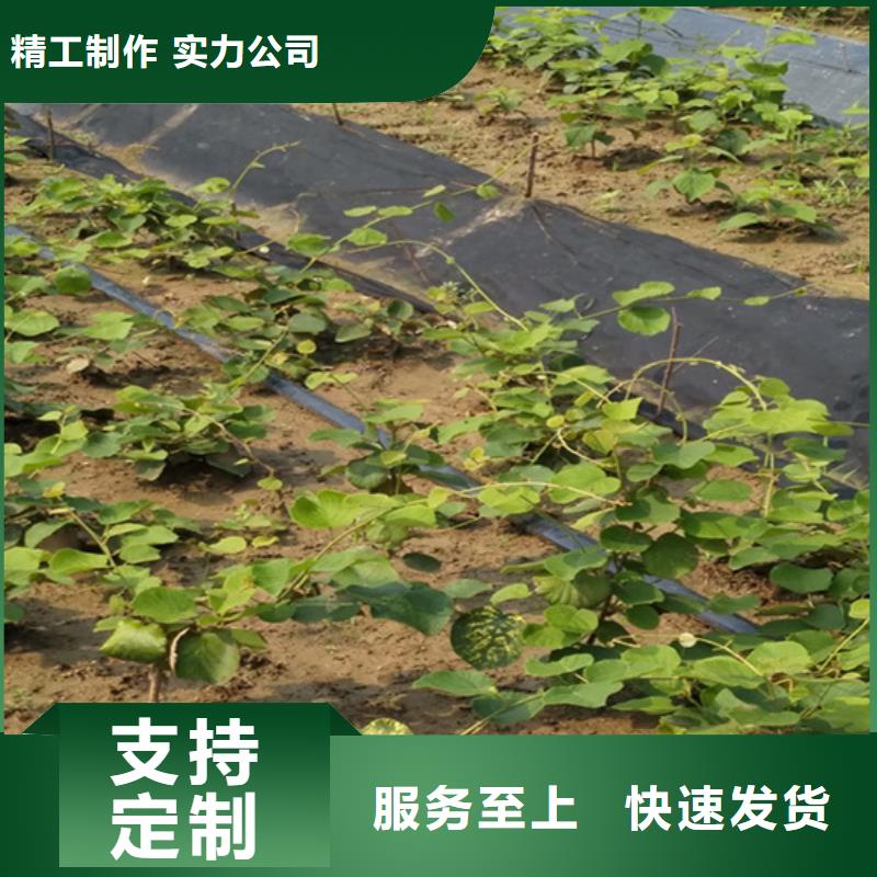 猕猴桃苹果苗多种规格供您选择