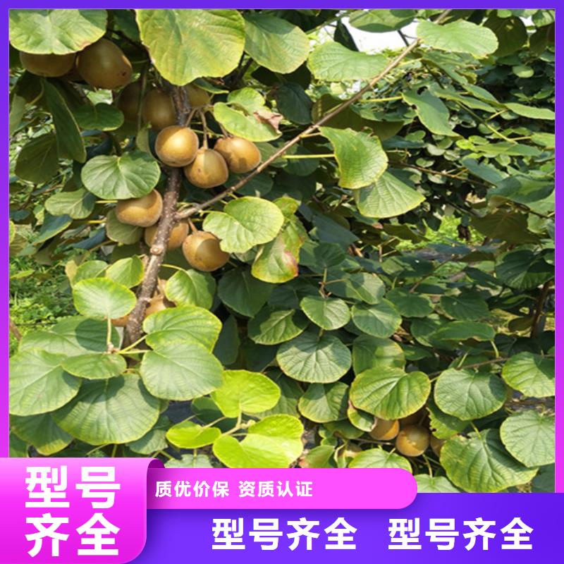 猕猴桃梨树苗拥有多家成功案例