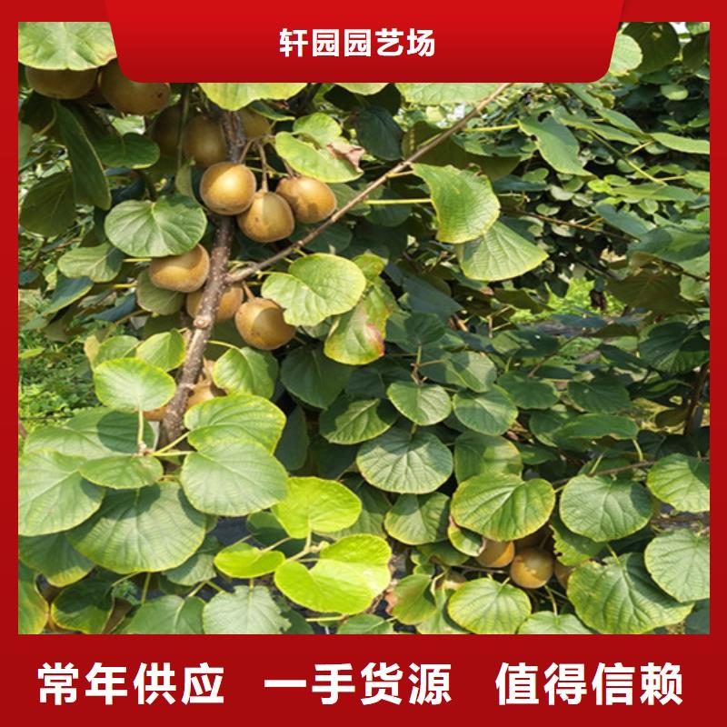 猕猴桃苹果苗用的放心