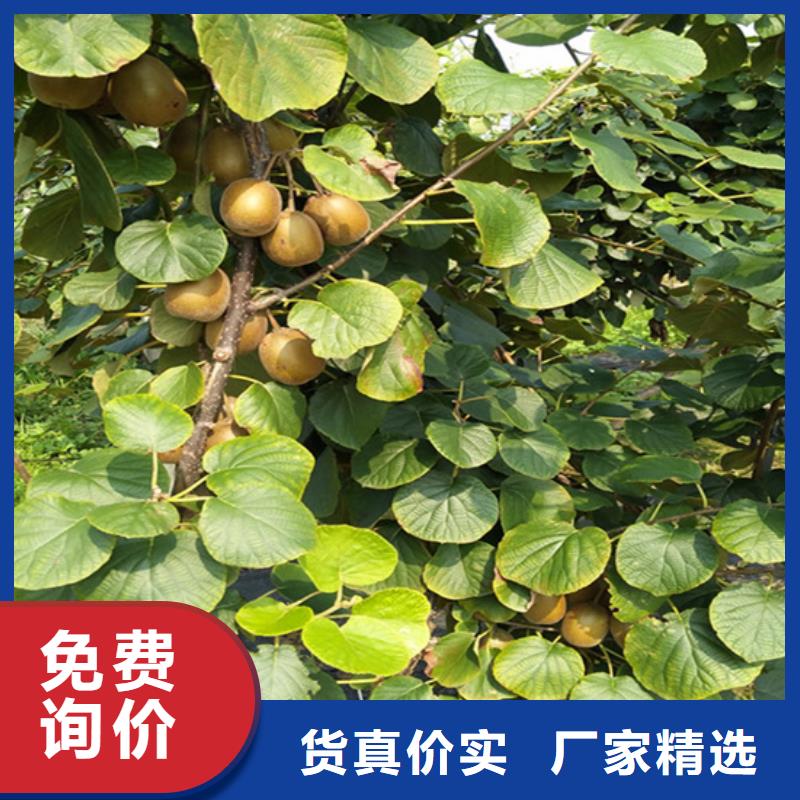 猕猴桃苹果苗用的放心