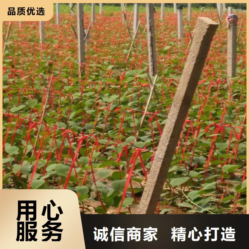 软枣猕猴桃苗嫁接方法及时间