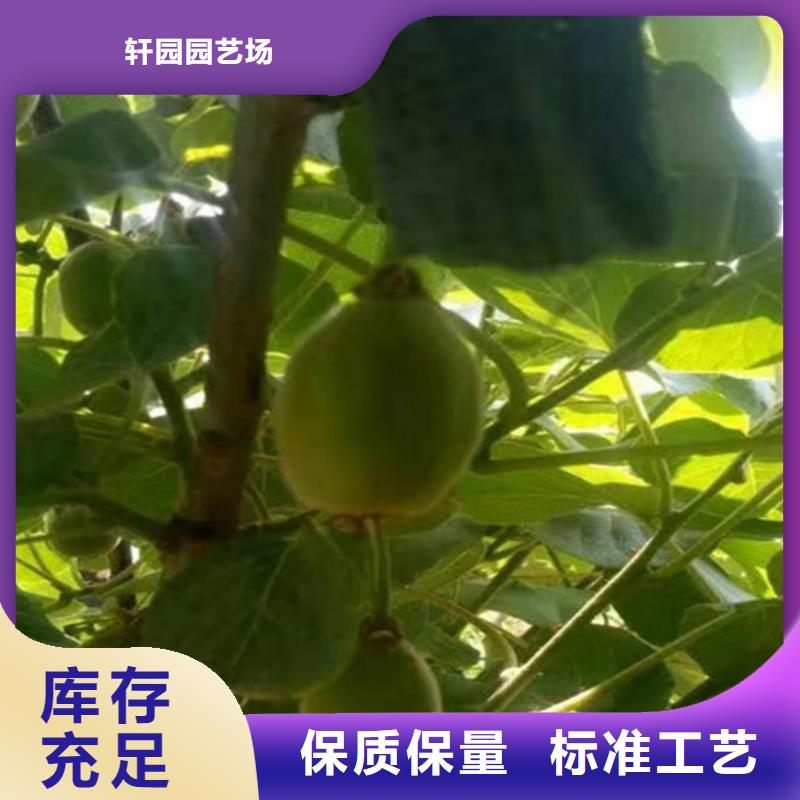 猕猴桃苹果苗用的放心