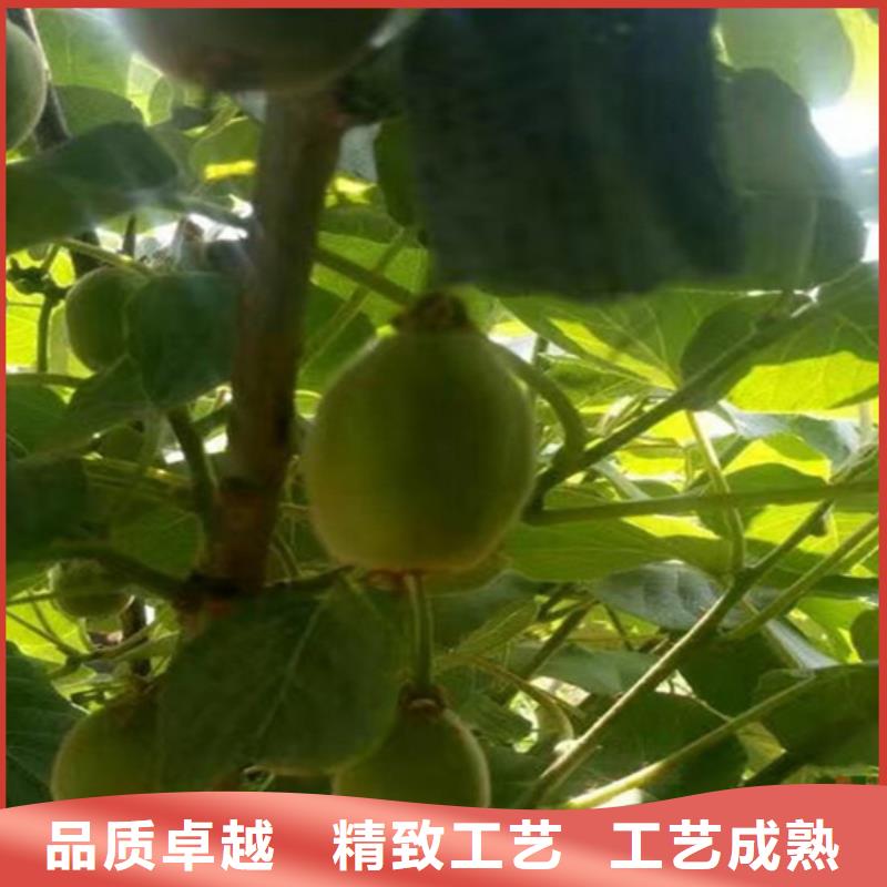 猕猴桃苹果苗用的放心