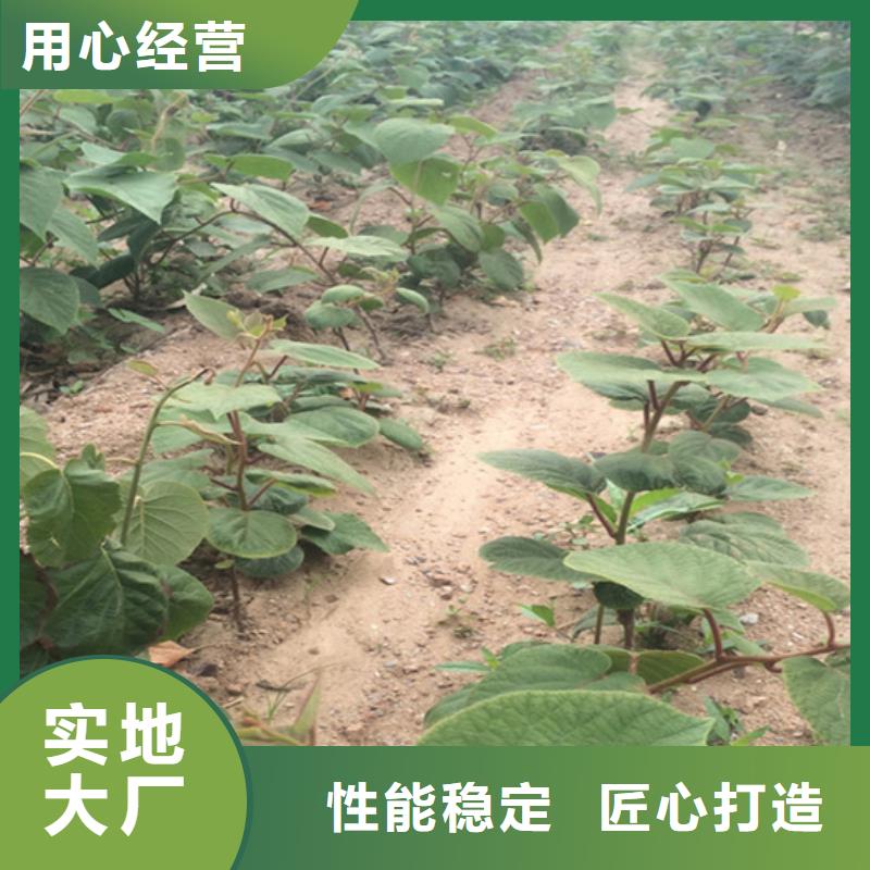 猕猴桃苹果苗高标准高品质