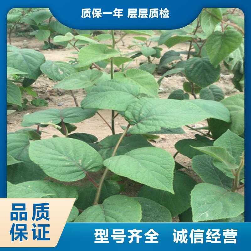 猕猴桃苹果苗多种规格供您选择