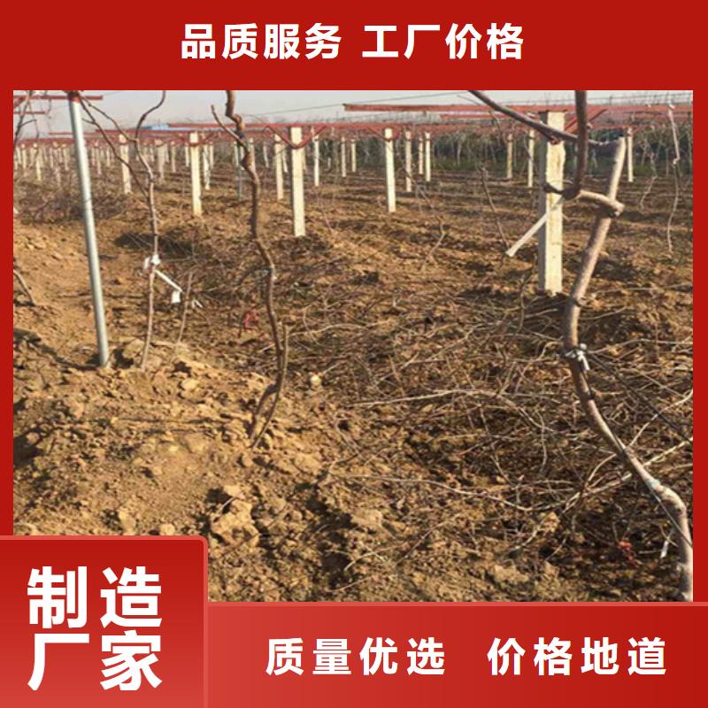 猕猴桃杏树苗规格齐全实力厂家