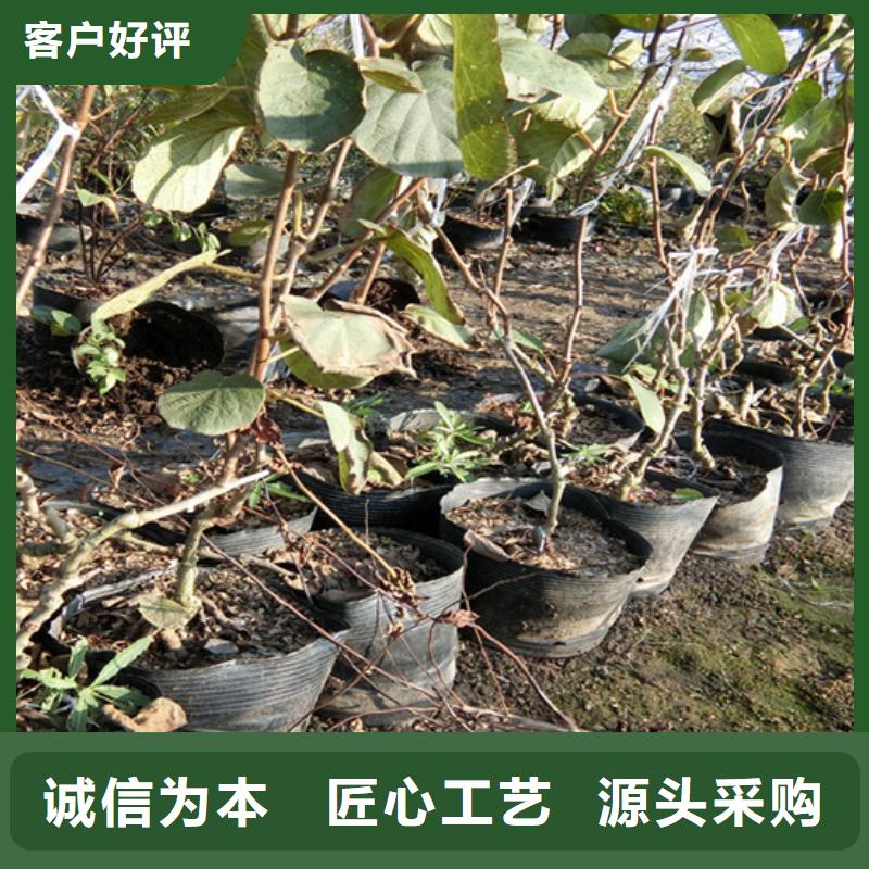 猕猴桃苹果苗用的放心
