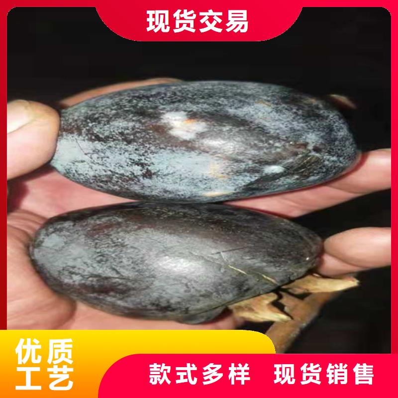 巧克力柿子苗大棚种植/轩园园艺场