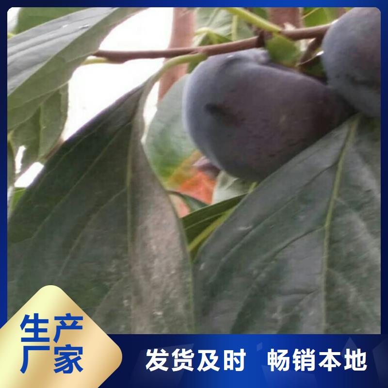 柿子石榴树品质做服务