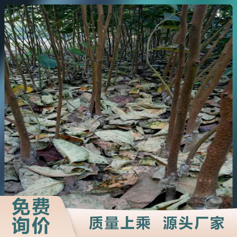 巧克力柿子苗大棚种植/轩园园艺场