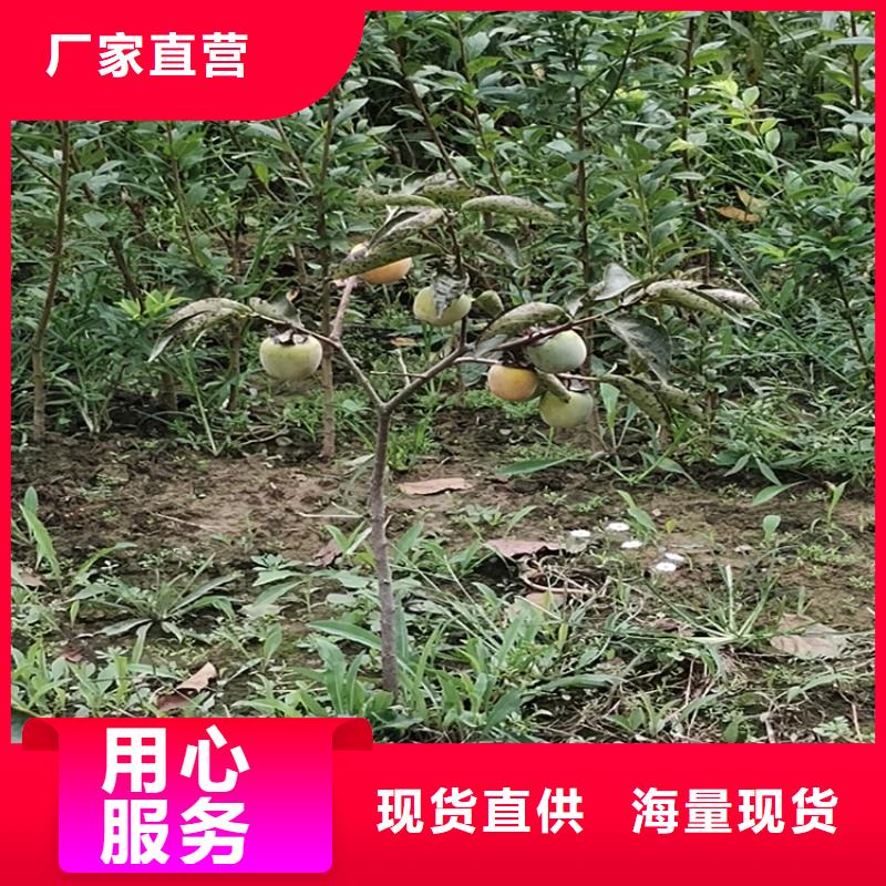 柿子苹果苗品质无所畏惧