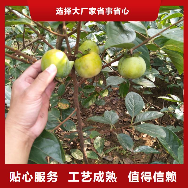 柿子桃树苗专注生产N年