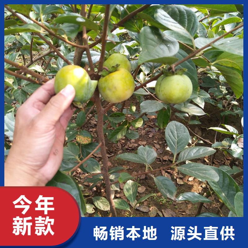 柿子石榴树品质做服务