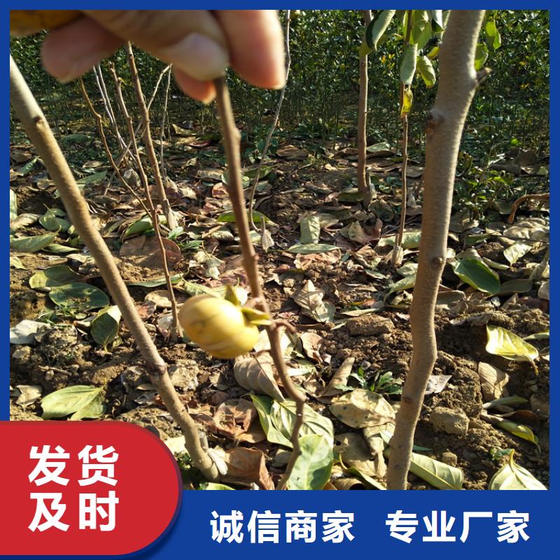 柿子,樱桃苗源厂直接供货