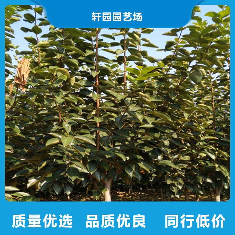 柿子樱桃苗工厂直供